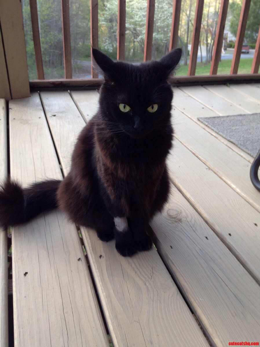 My Cat from the Department of Silly Haircuts.