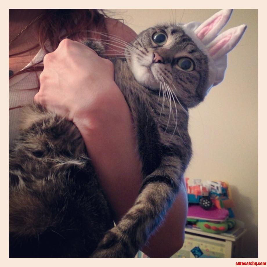 My Cat Is Now the Easter Bunny