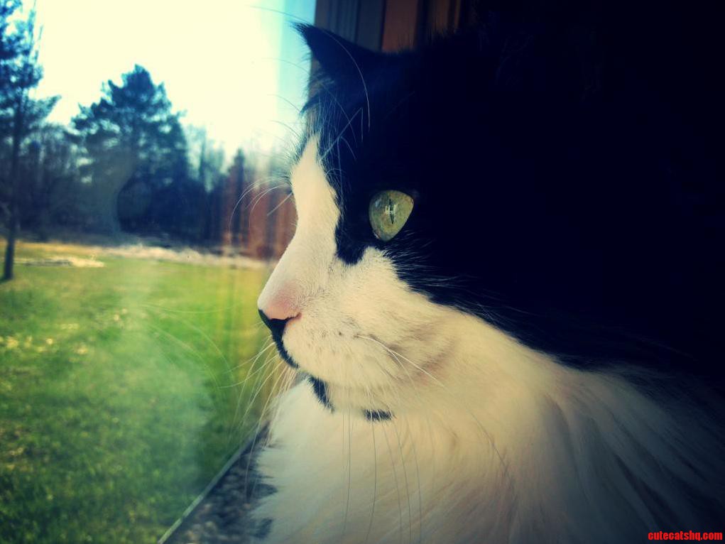 My Cat Jakey Is As Glad As I Am That the Snow Is Finally Gone