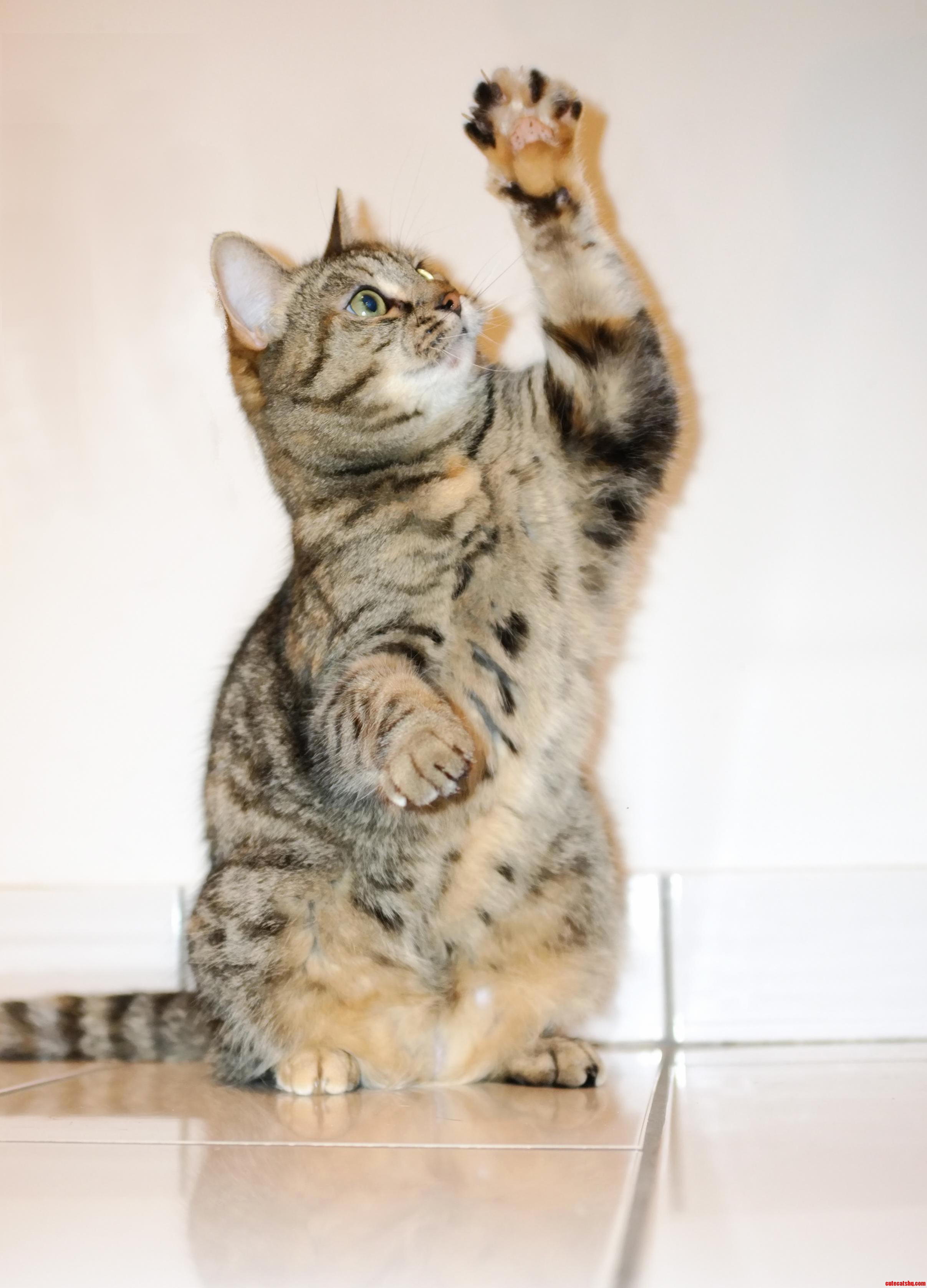 My Cat Leela Attempting to Grab a Toy