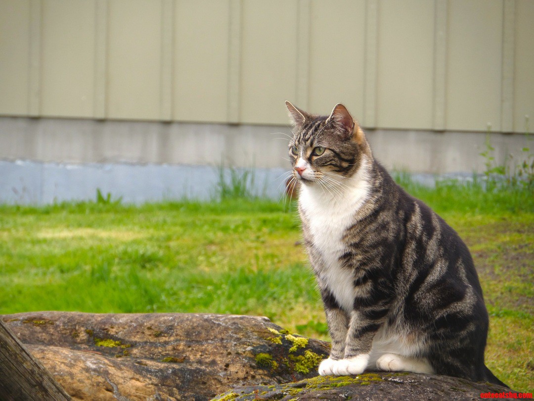 My Cat Likes to Sit on Rocks and Watch the World Go by