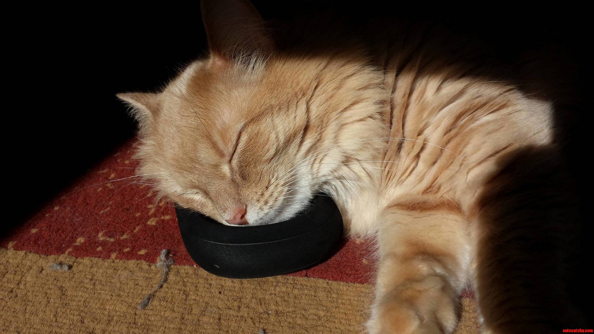 My Cat Likes to Use My Sandals As a Pillow.