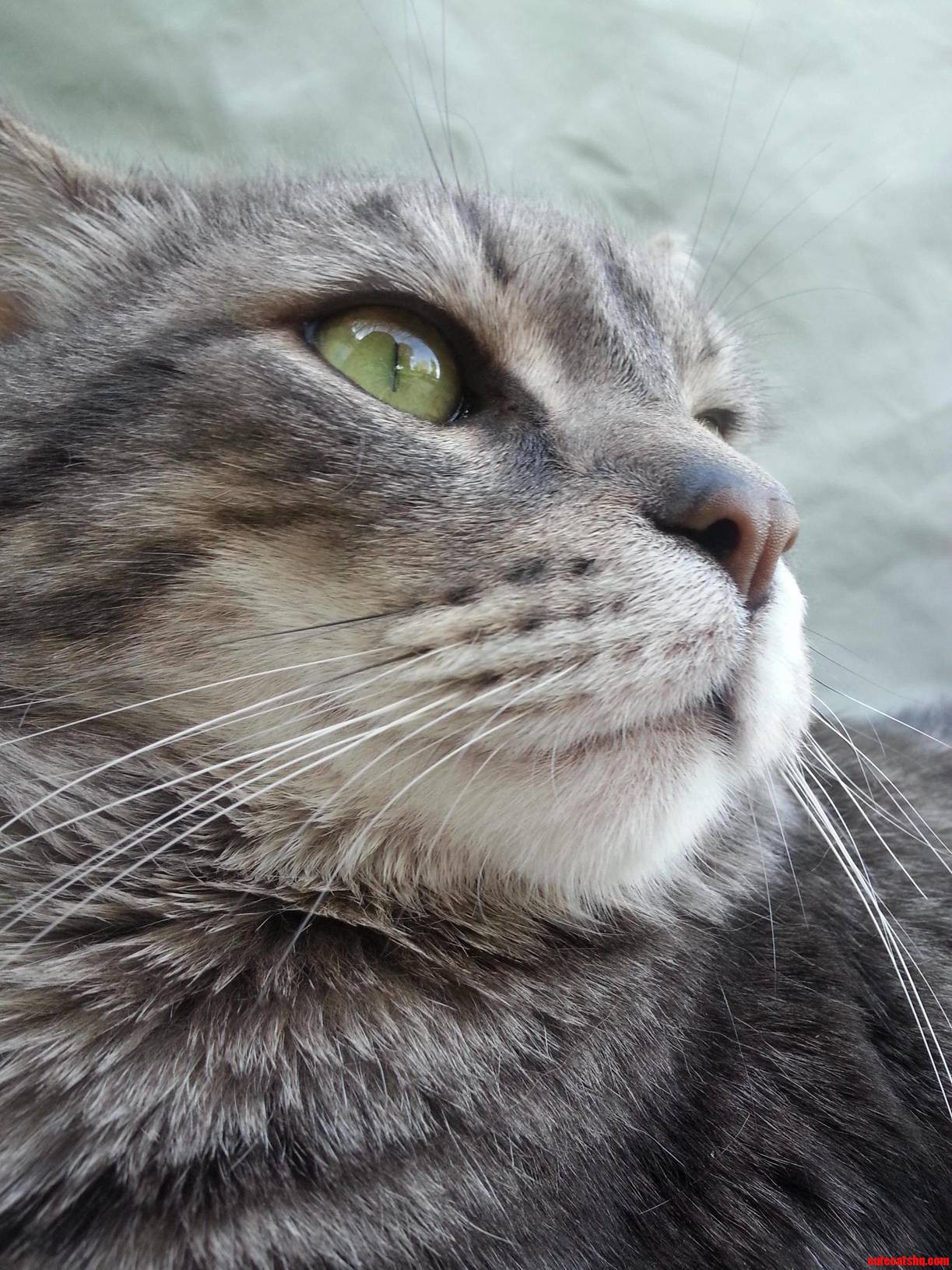 My Cat Looks As If Hes Pondering a Complicated Theory...