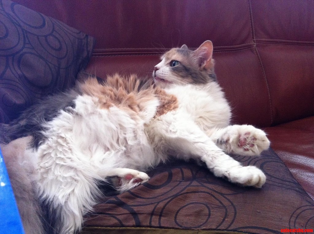 My Cat Lucky Is So Unphotogenic