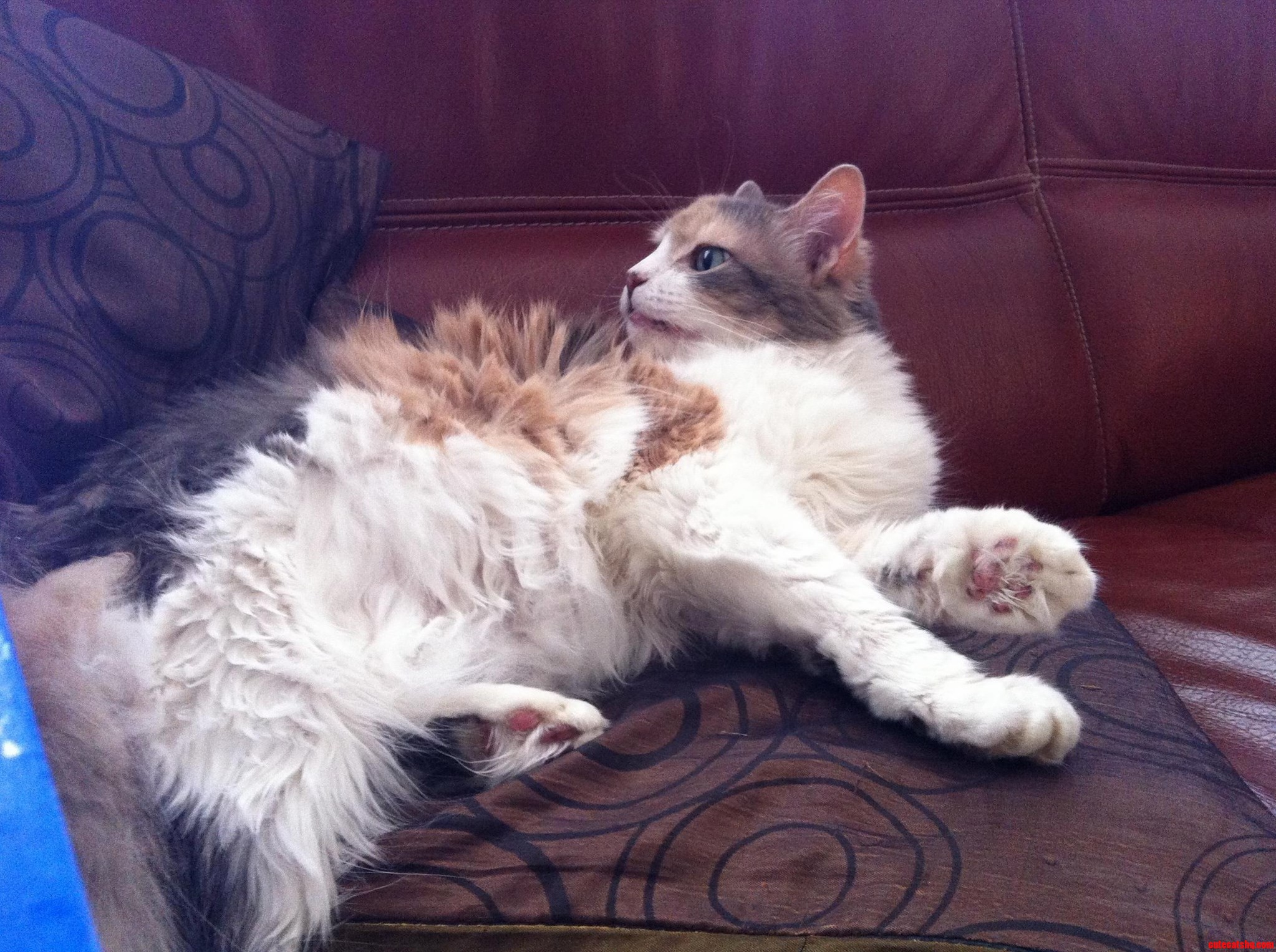 My Cat Lucky Is So Unphotogenic