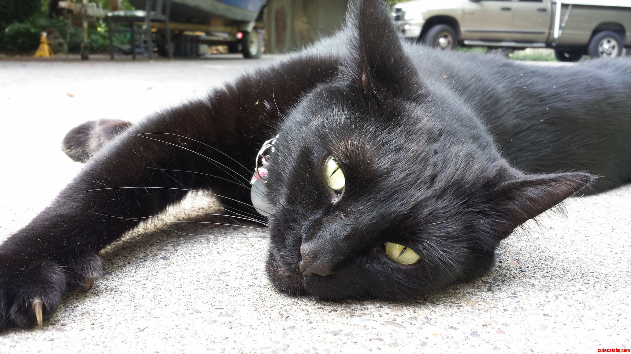 My Cat Melting in the Sun