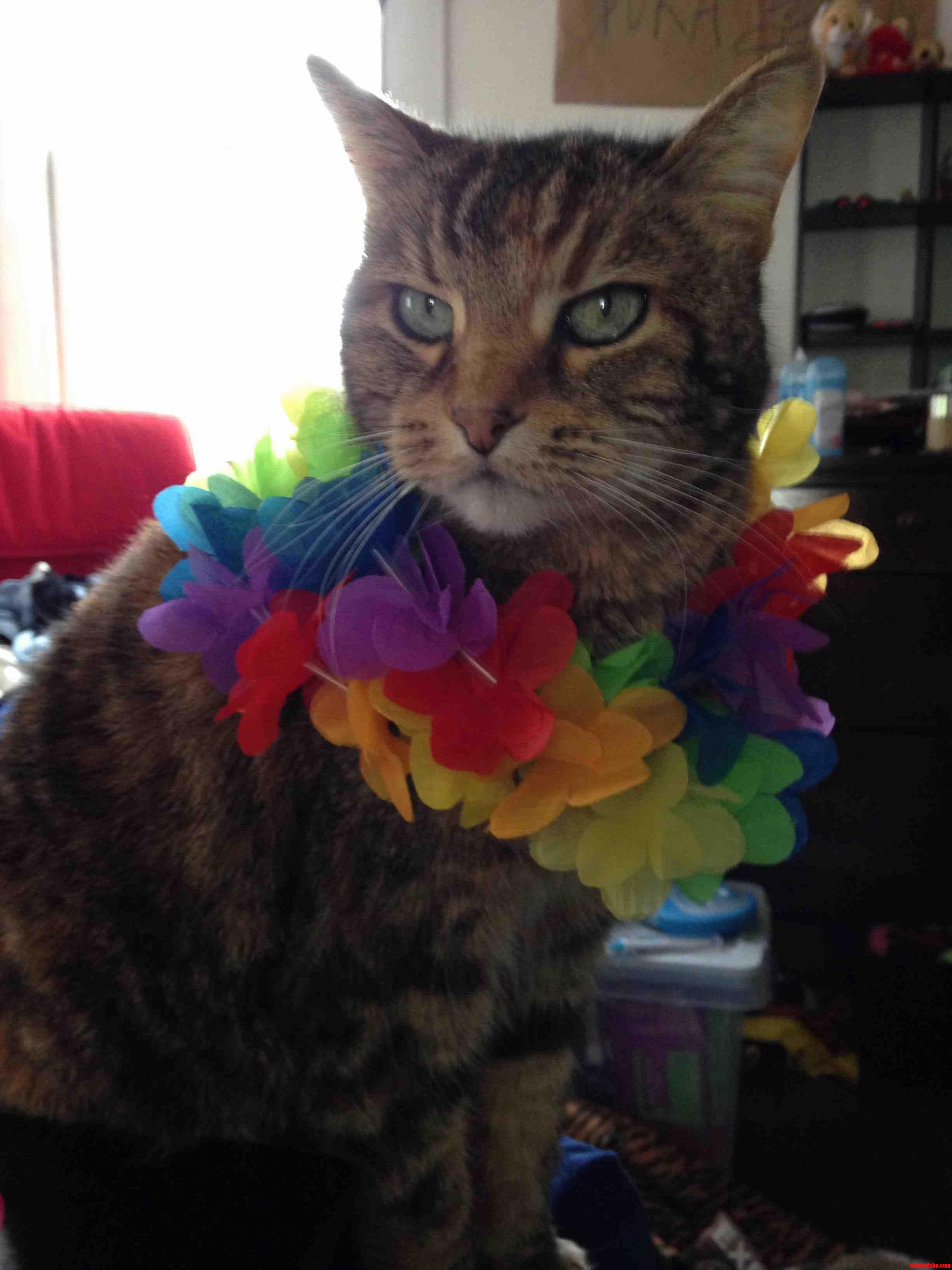 My Cat Puts Up with a Lot