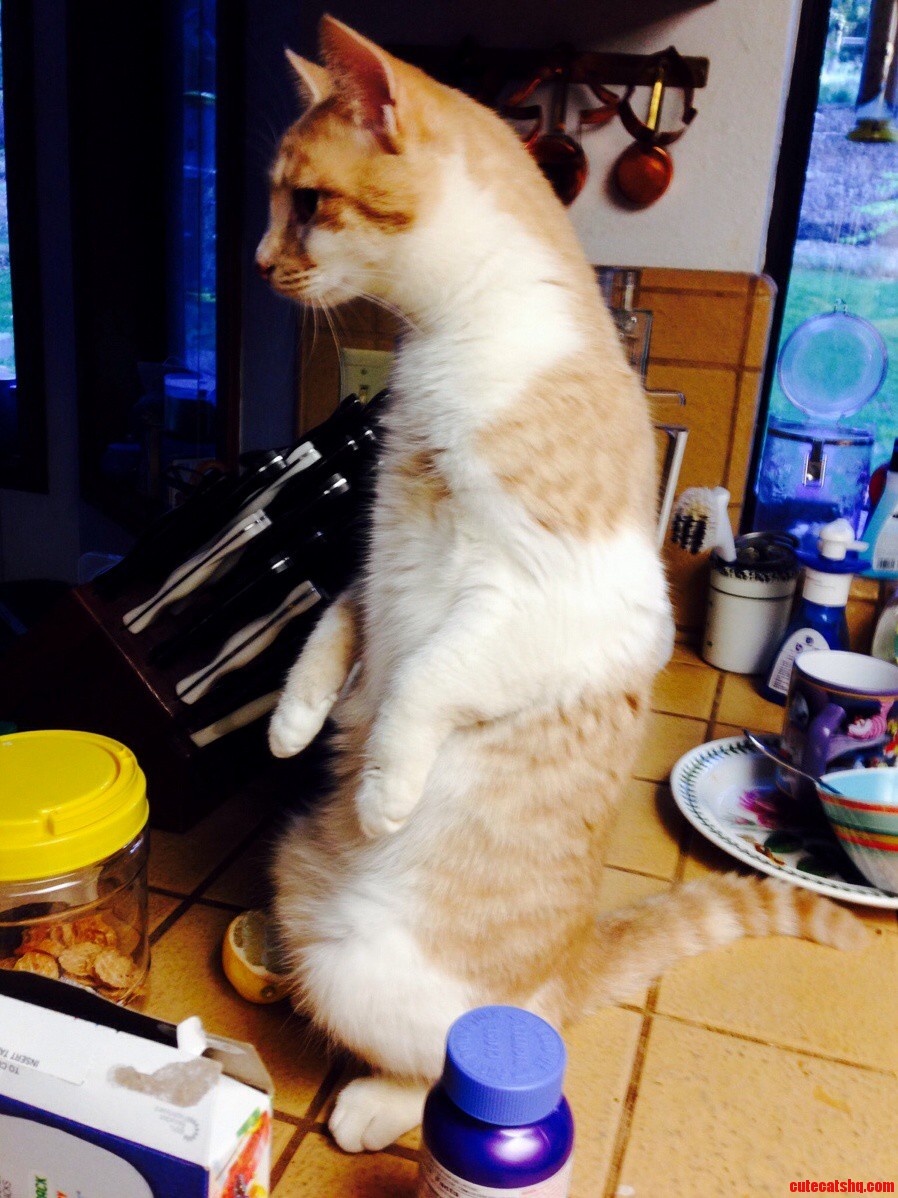 My Cat Regulates Sometimes.
