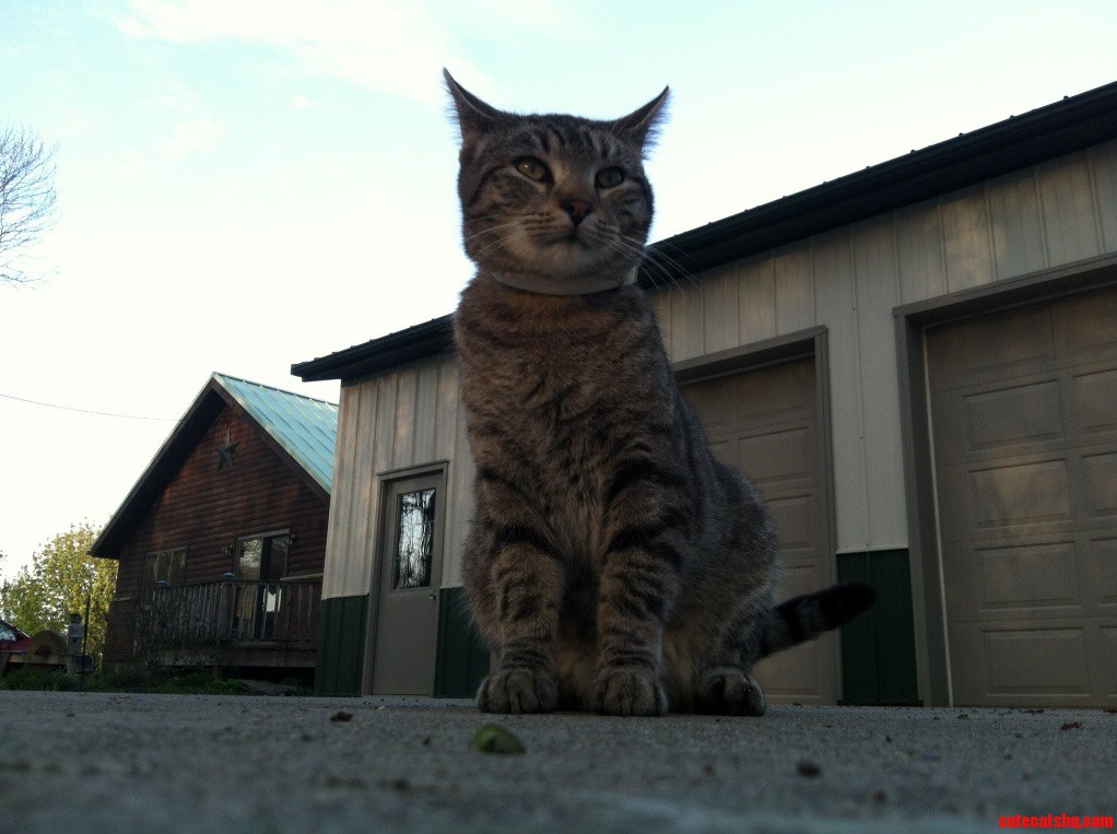 My Cat Thinks Very Highly of Himself.