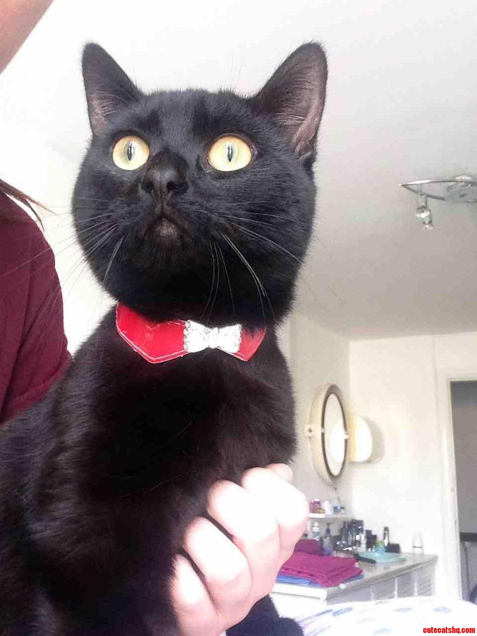 My Cat Toby Wan Kenobi
