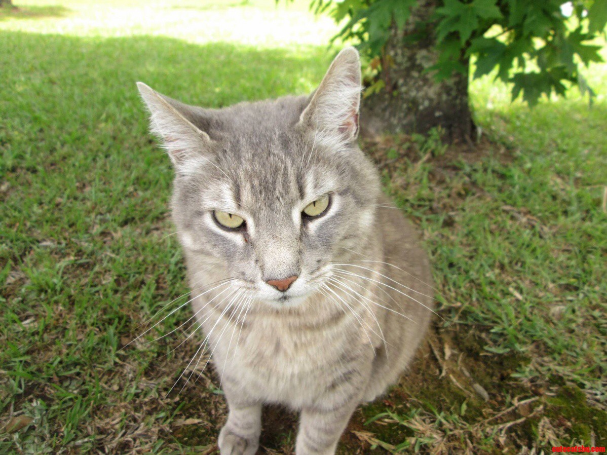 My Cat Toby. I Dont Think He Likes Pictures.