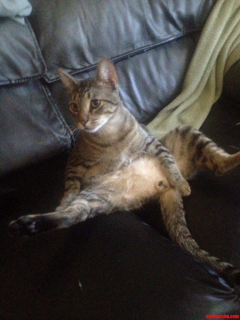 My Cat... Chillin