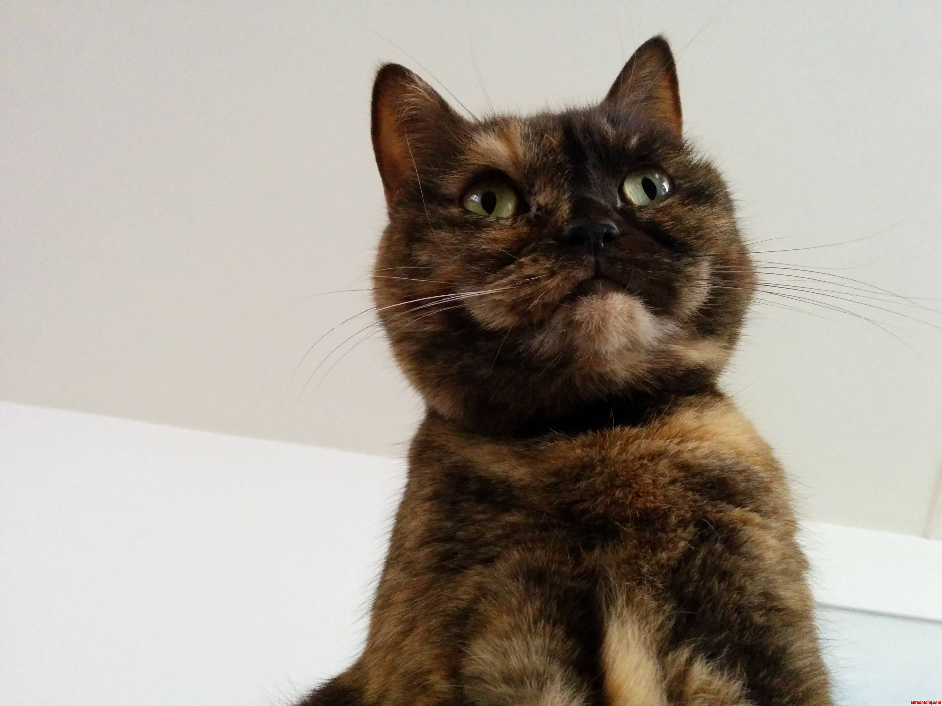 My Cat