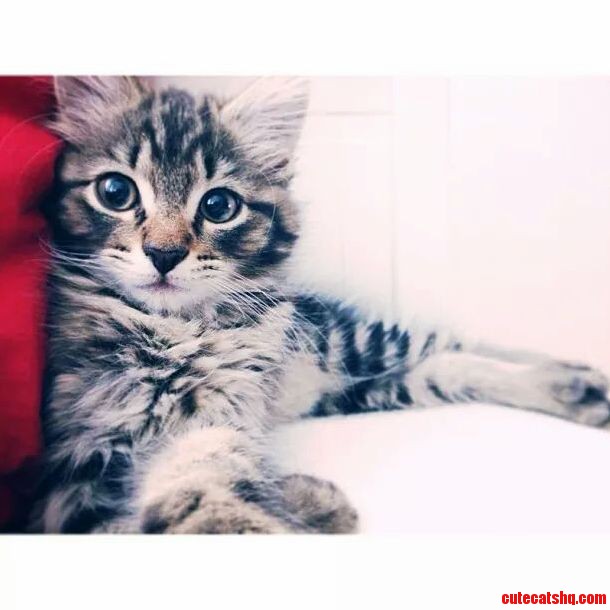 My Cutest Little Gentleman