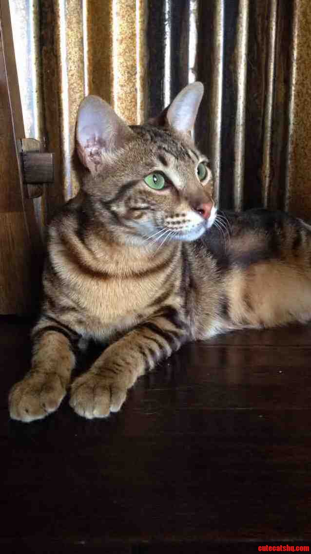 My Dogs Havent Had Much Luck.. Heres Cat