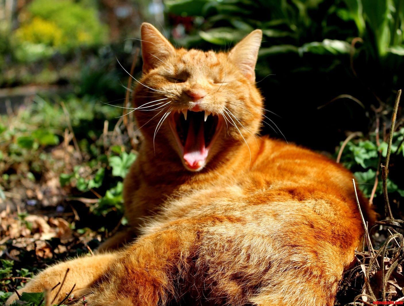 My Favorite Picture of One of My Cats So Far