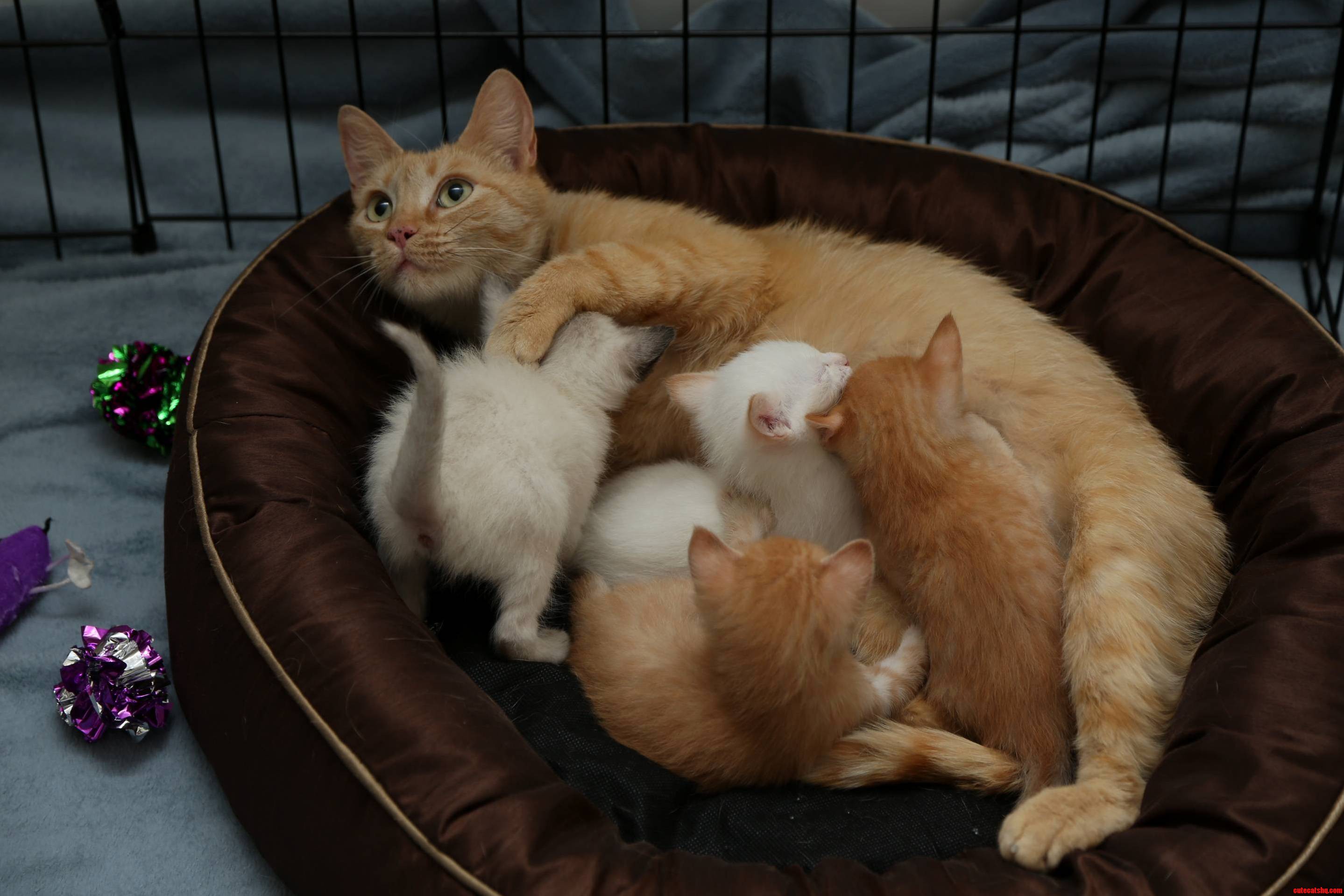 My First Foster Assignment Mama and Her Four Babies