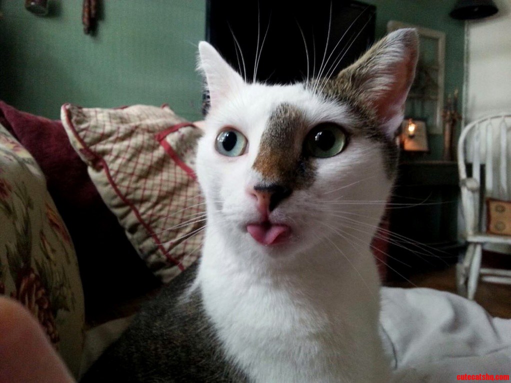 My Friends Cat Is a Total Derp.