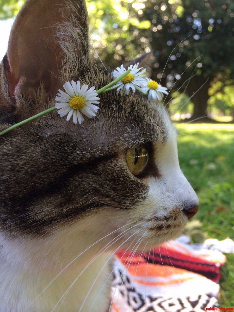 My Girlfriend and I Took Clementine to the Park. She Got a New Crown