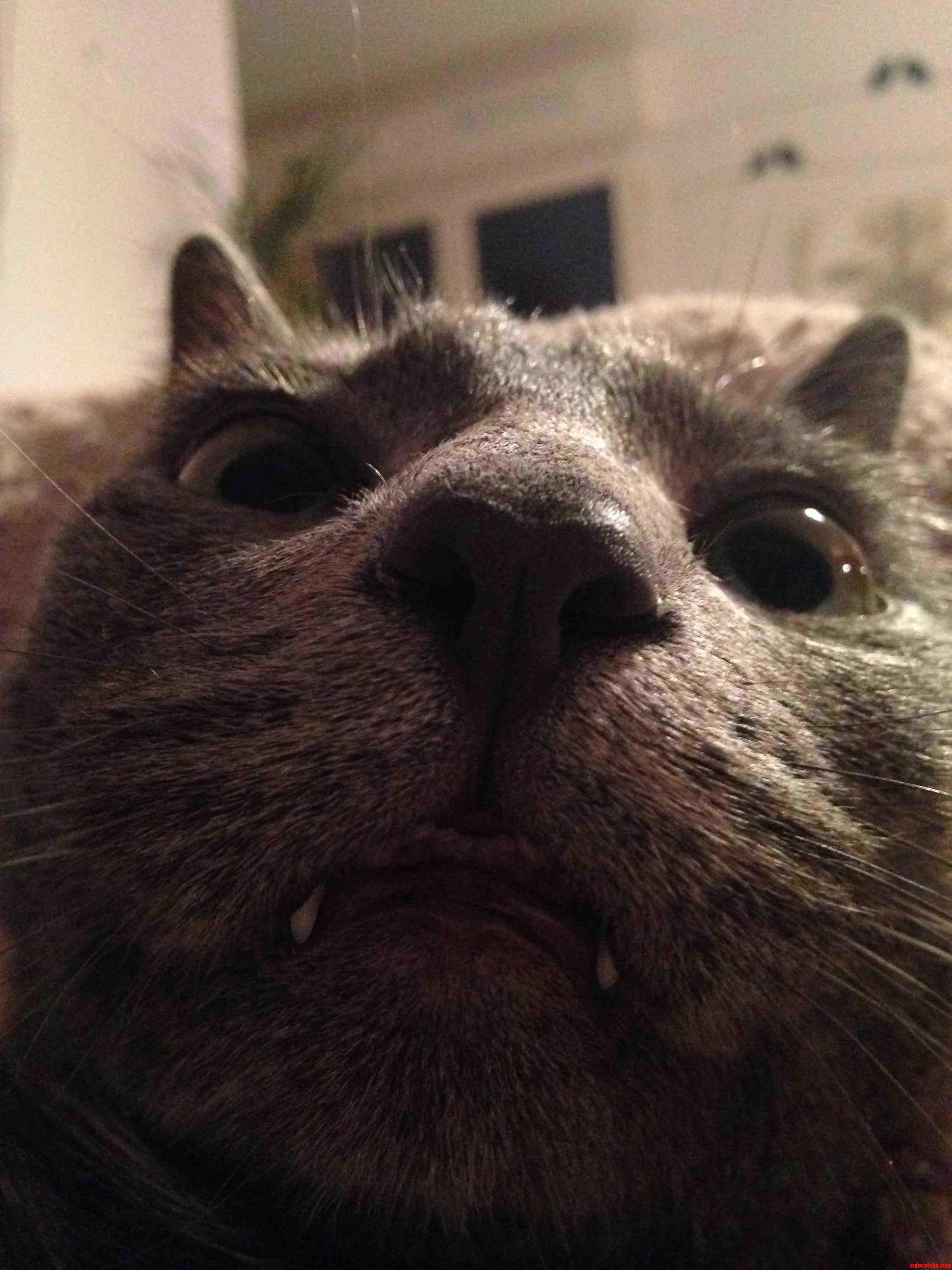 My Girlfriends Cat Is a Doofus.
