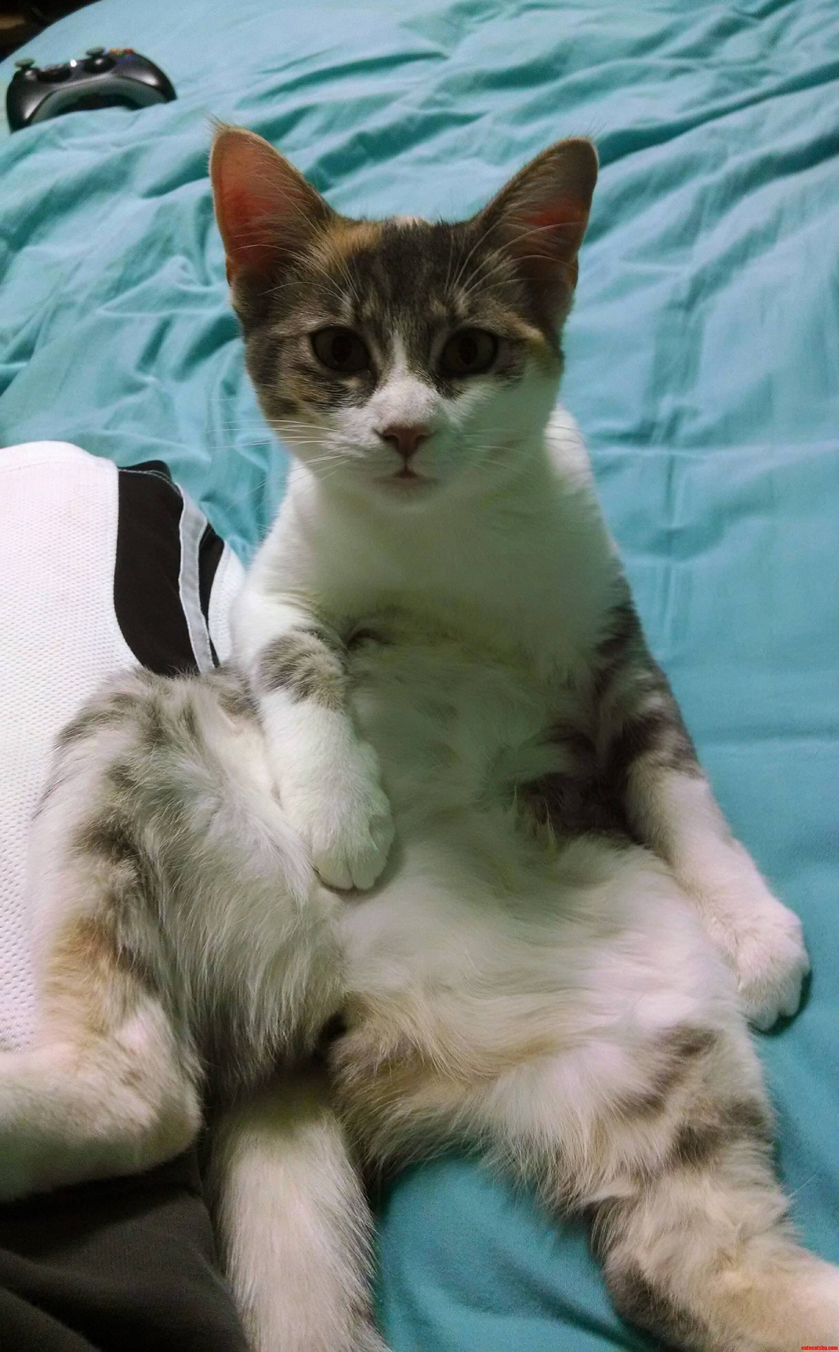 My Girlfriends Cat. Princess Cleo. Isnt She Lovely