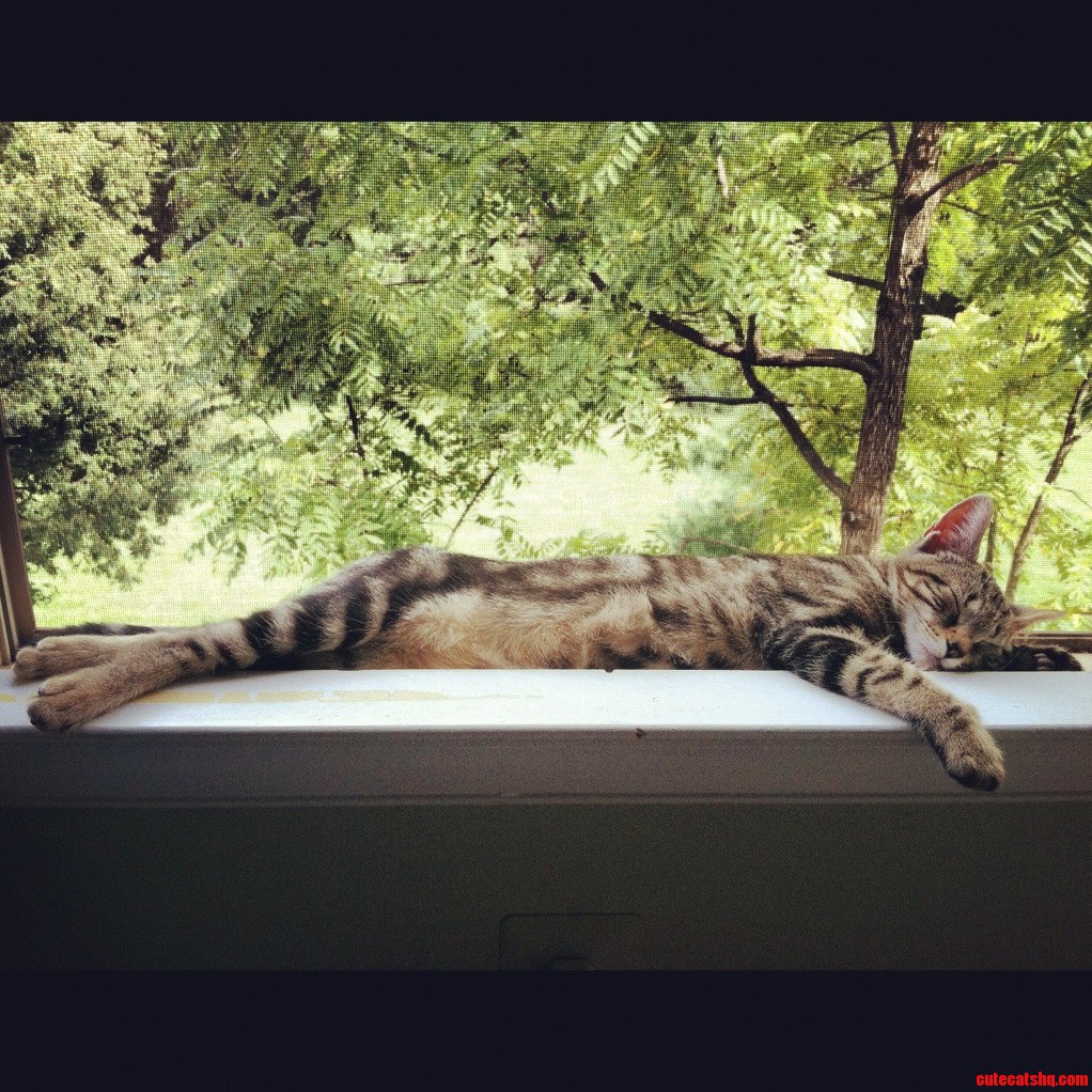 My Kitten Louie Lounging on the Windowsill. 4 Months Old.