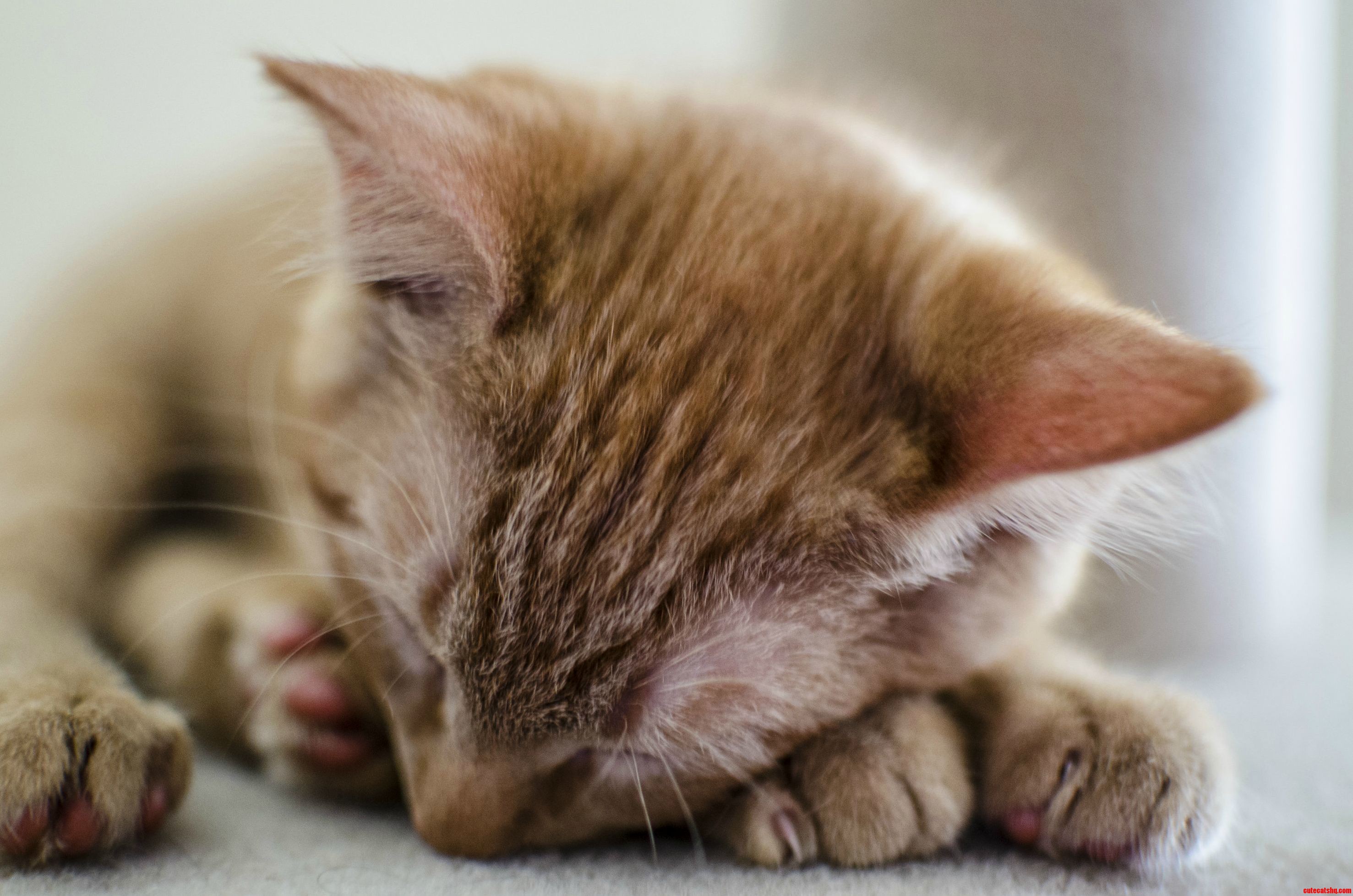 My Kitten Red Having a Nap.