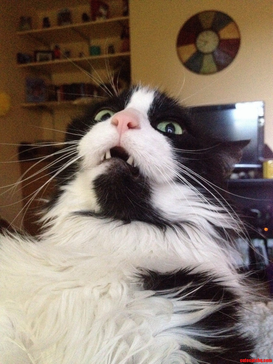 My Kitty Loves It When I Touch His Belly...