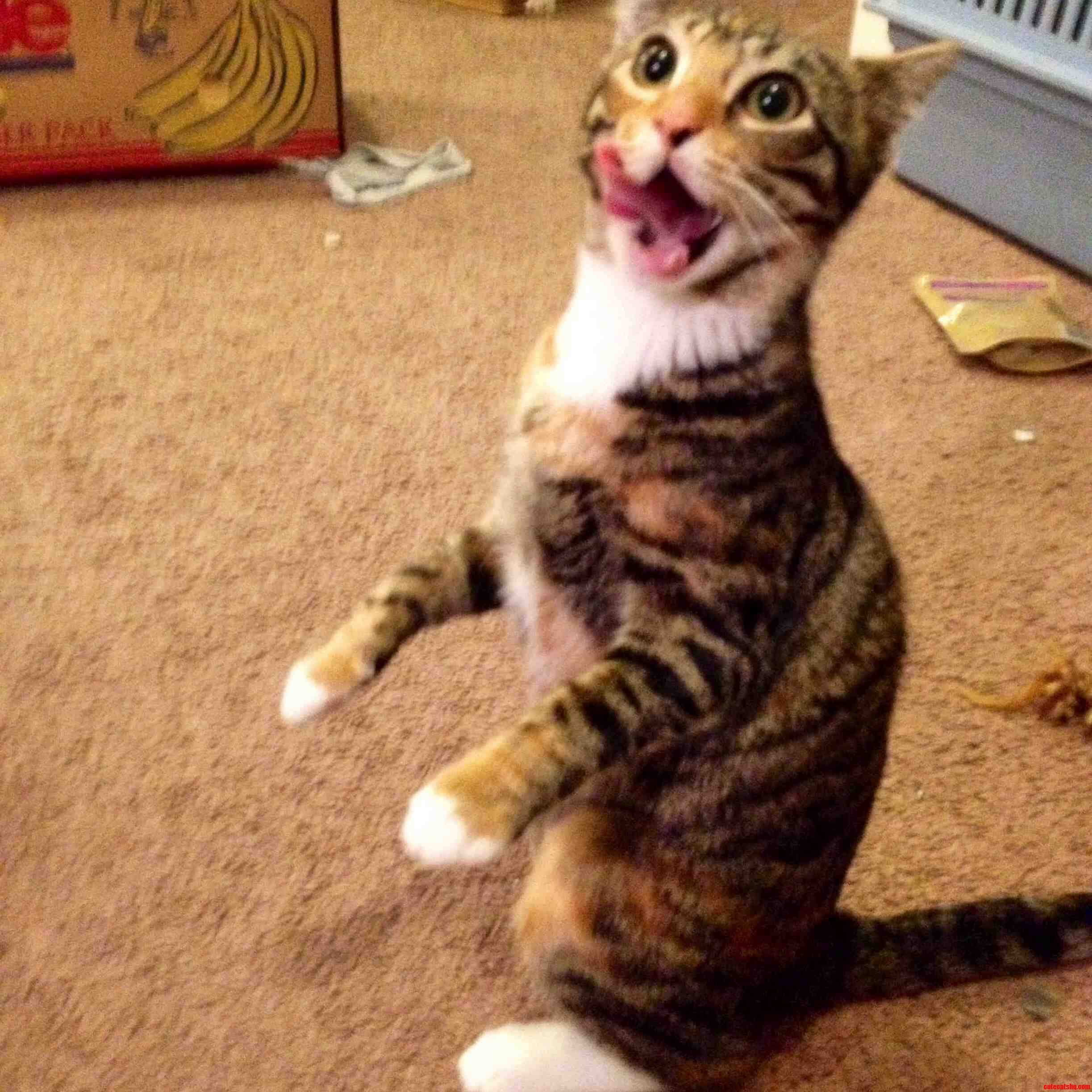 My Kitty Loves to Stand on Her Back Feet