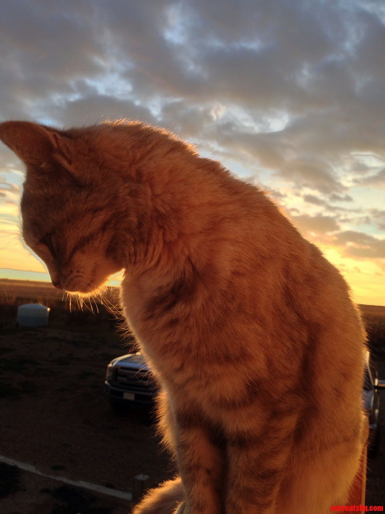 My Kitty on This Beautiful Easter Sunrise