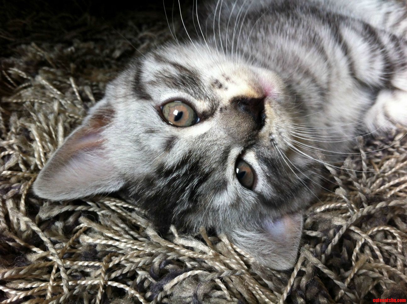My Kitty