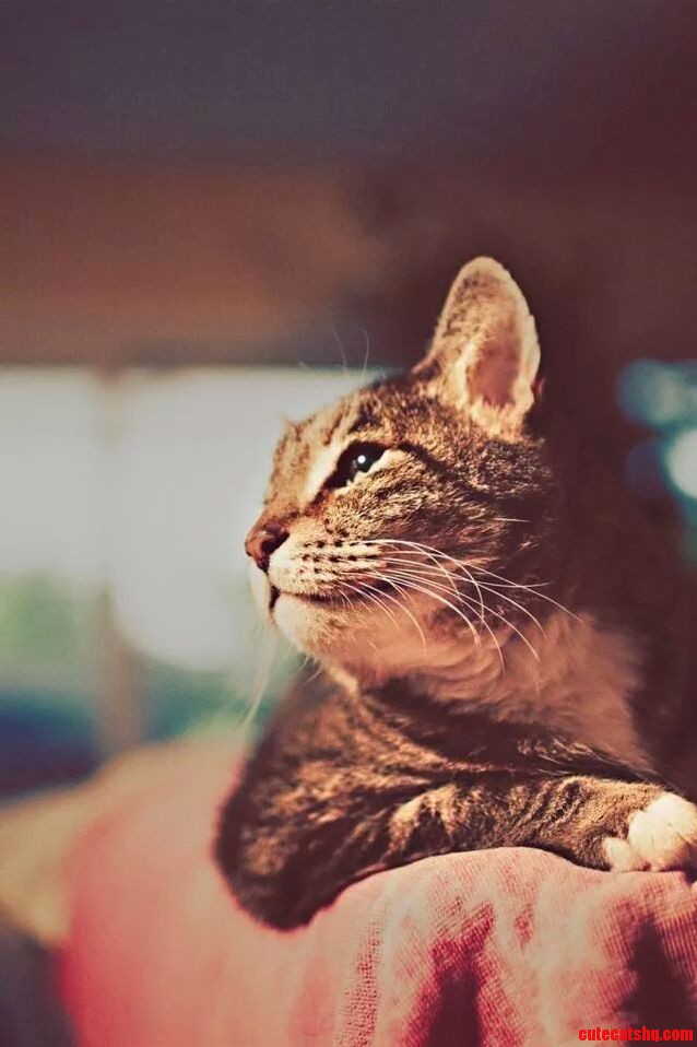 My Little Buddy Looking Off Into the Distance.