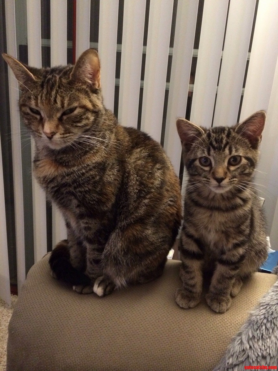 My Little Family