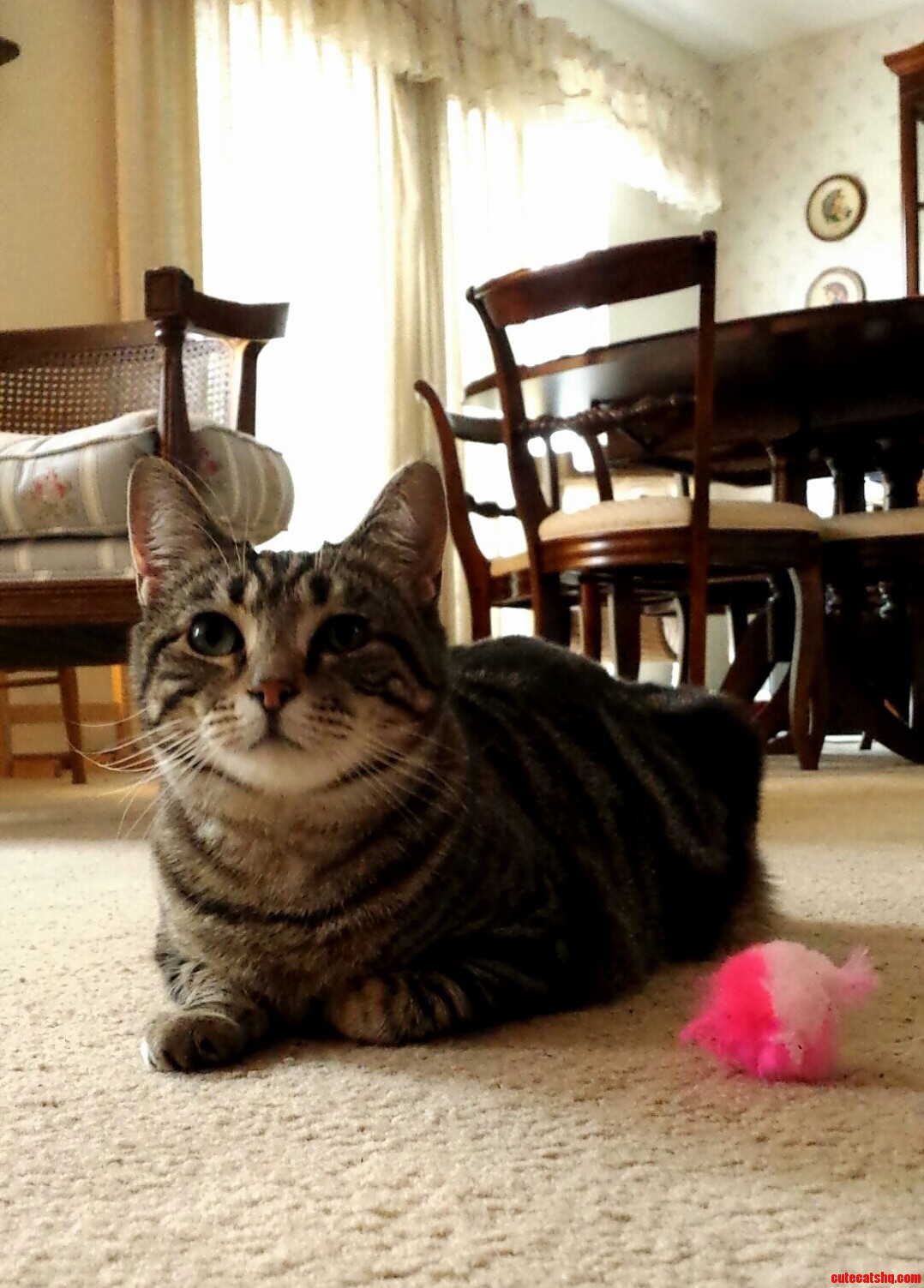 My Little Fuzz-ball and a Cat