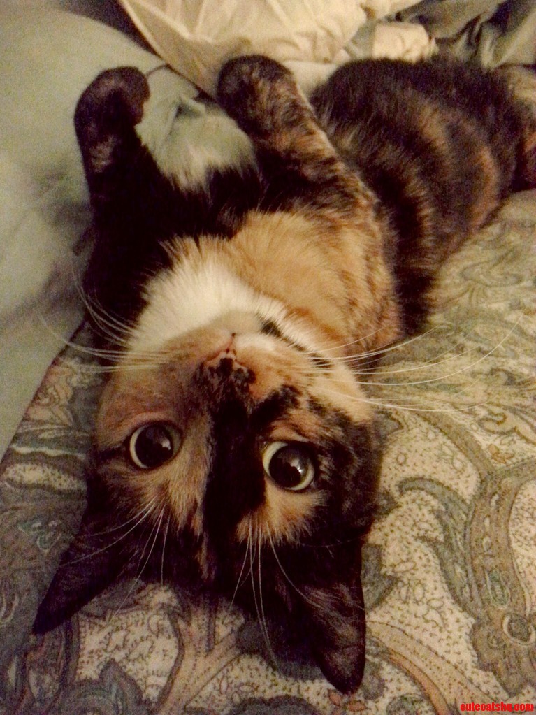My Little Ham Sandwich.