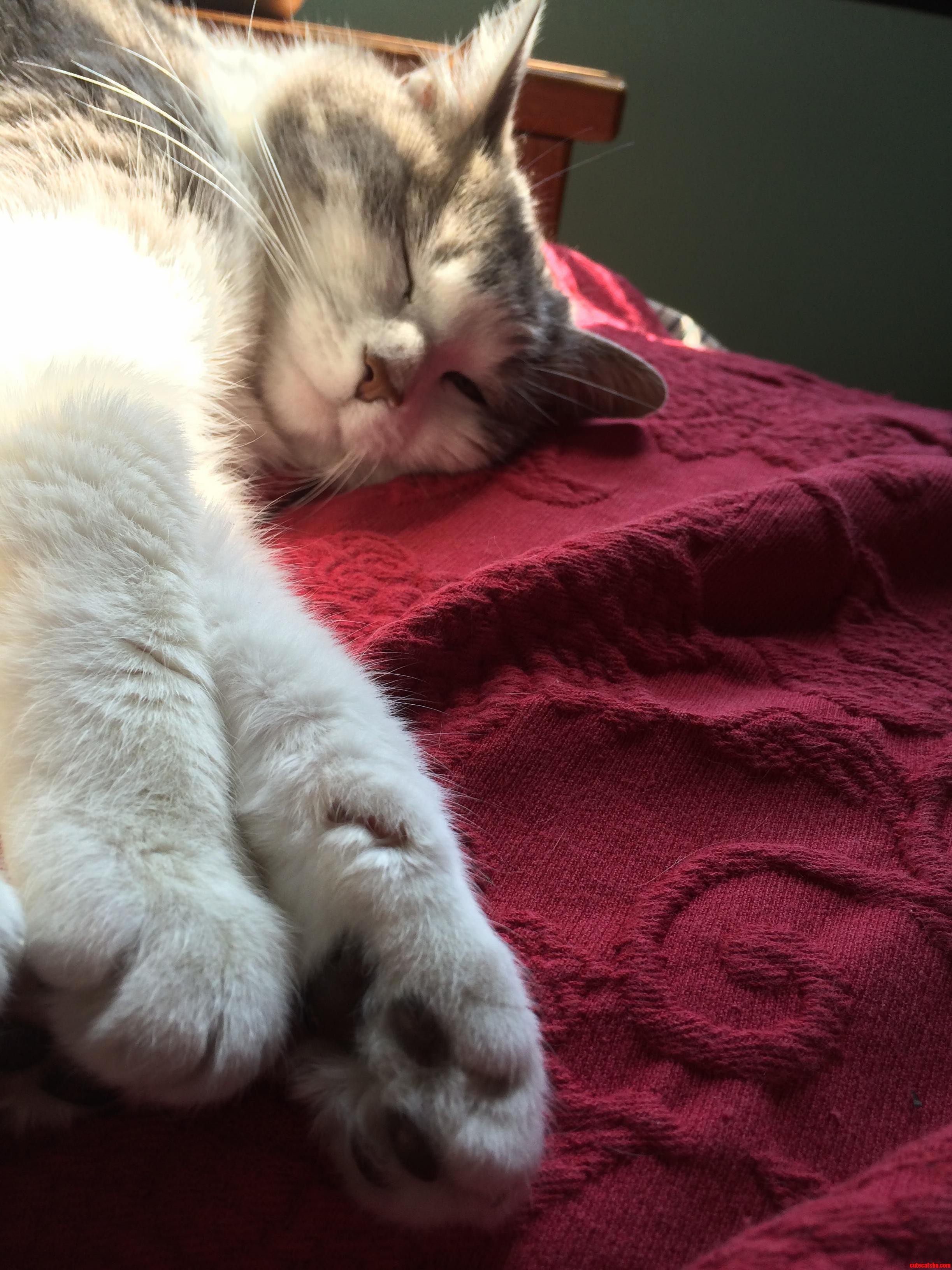 A sleepy kitten resting its head