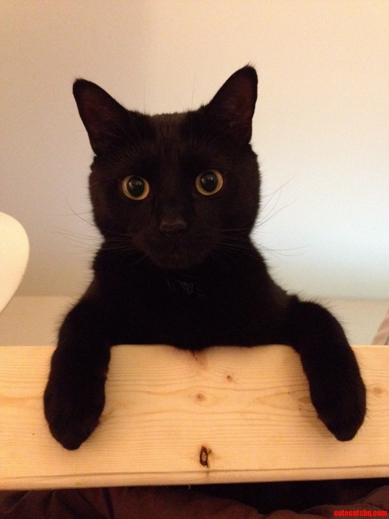 My Little Soot Sprite.