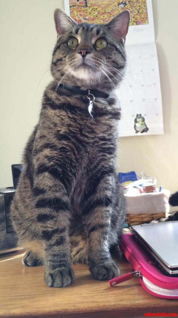 My Main Man Pickles Is a Handsome Fellow