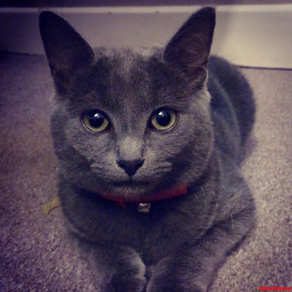 My Majestic Cat Tiny