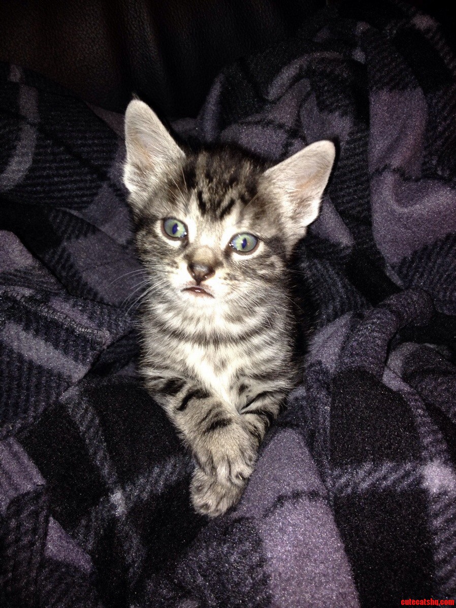 My New Kitten 6 Weeks Old