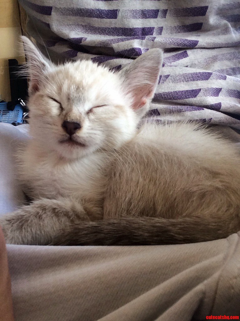 My New Kitty Dont Have a Name Yet