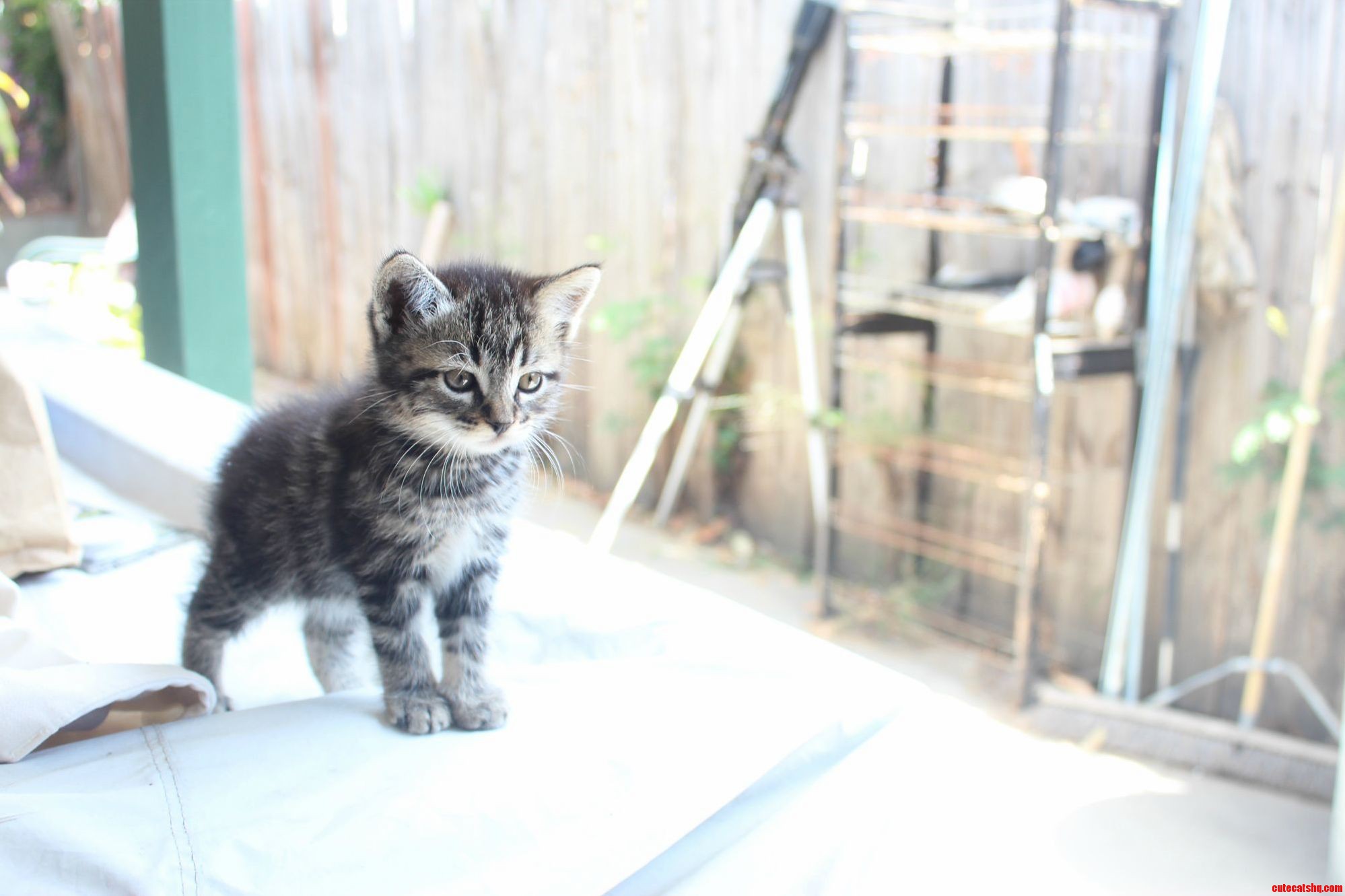 My New Kitty Is About to Shred the World Up