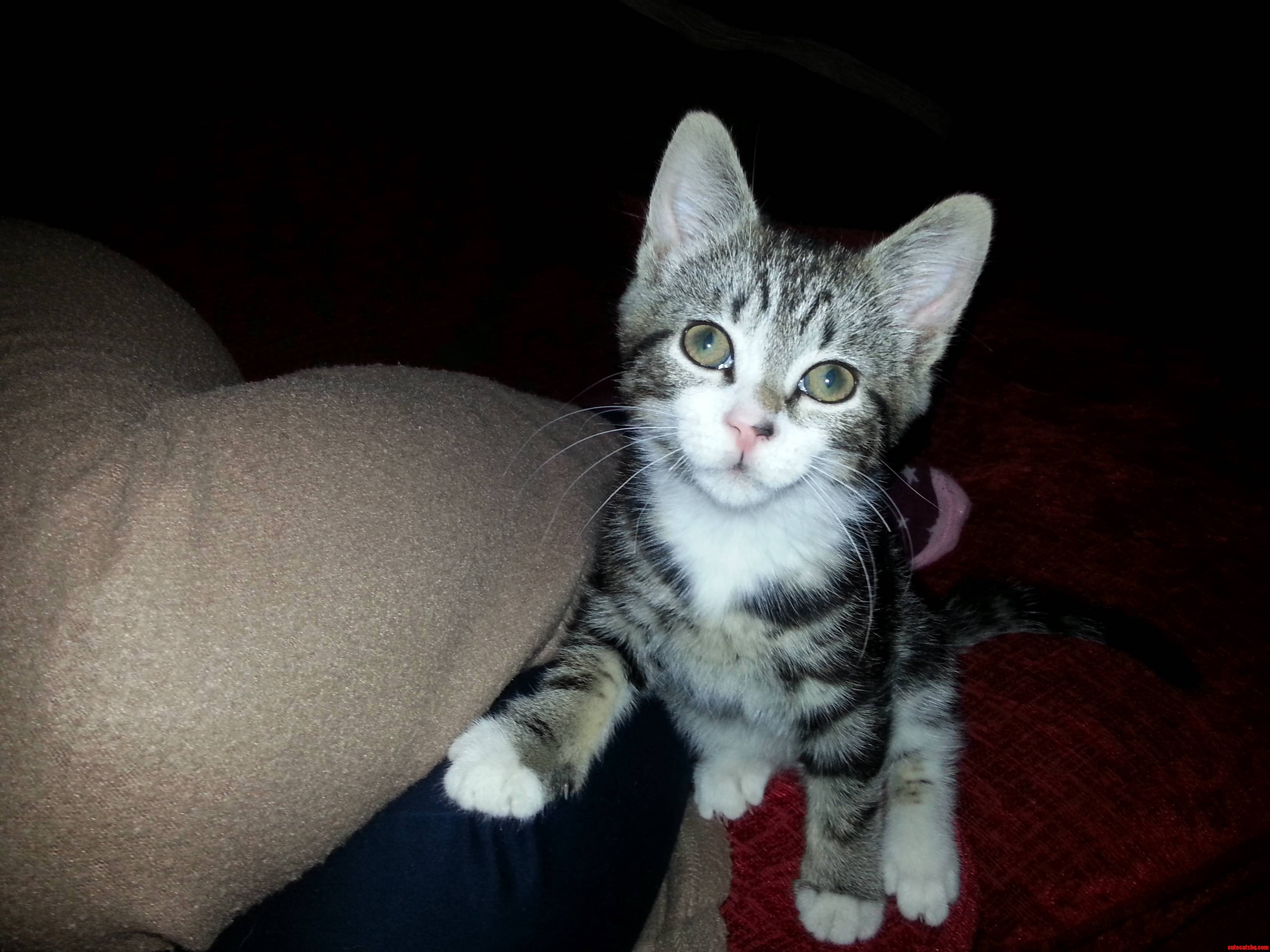 My New Kitty Is Such a Derp