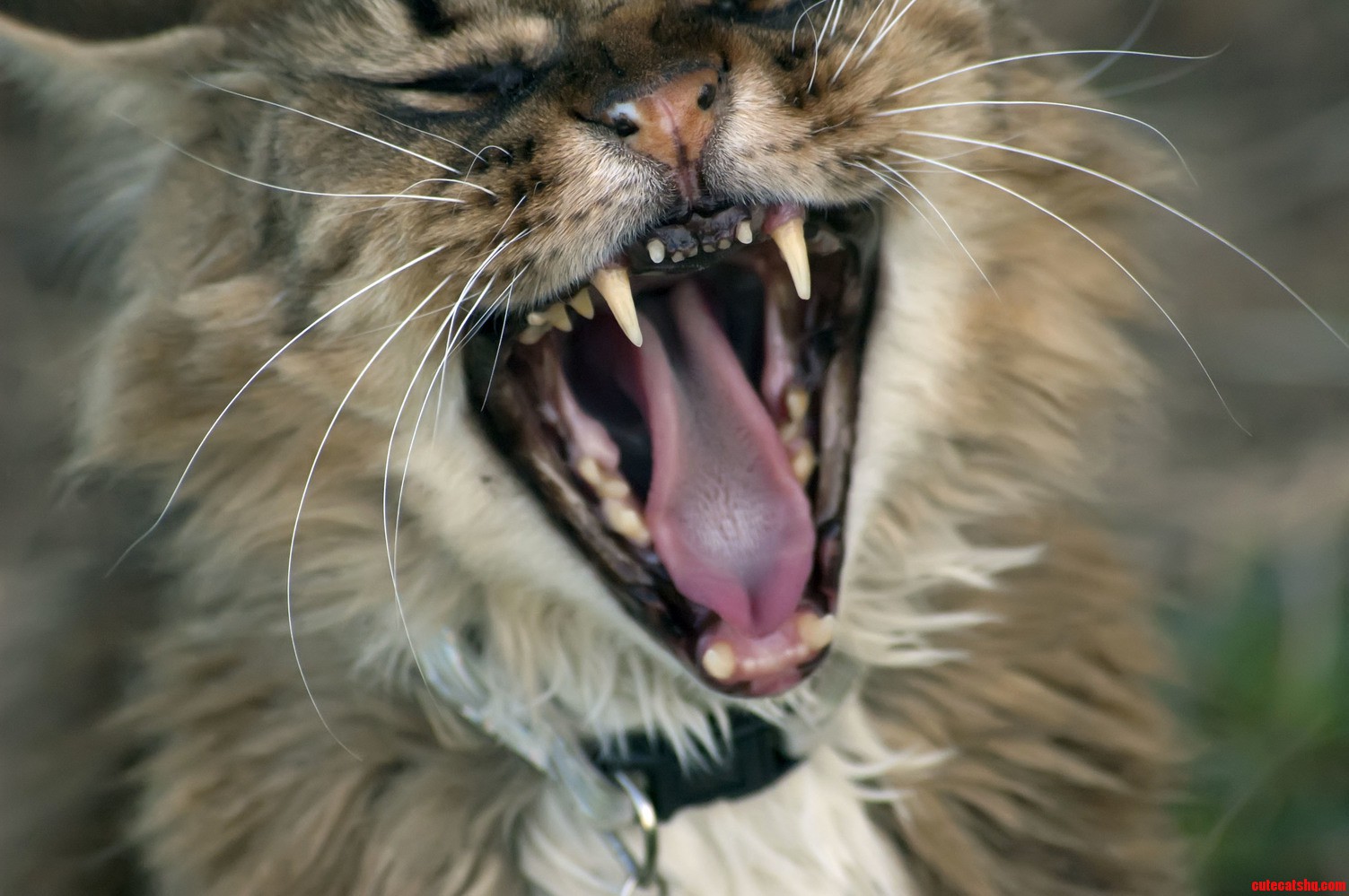 My Old Cat Tigger Showing His Chompers