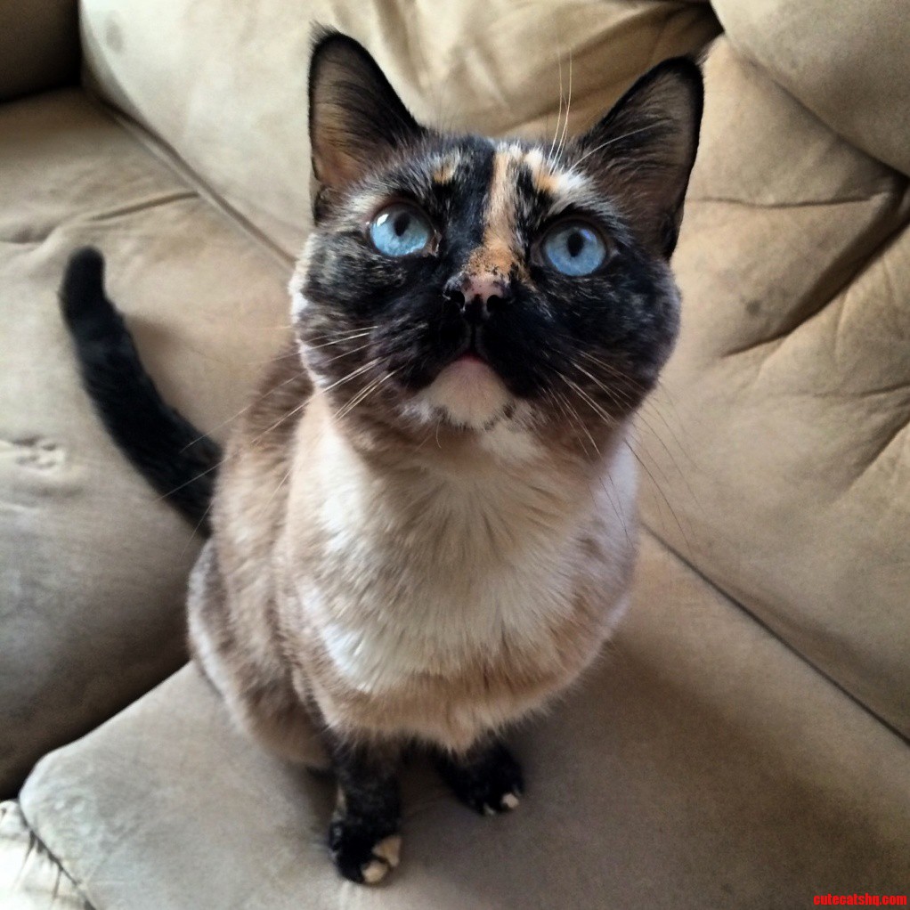 My Roommates Gorgeous Kitty Miss Zara