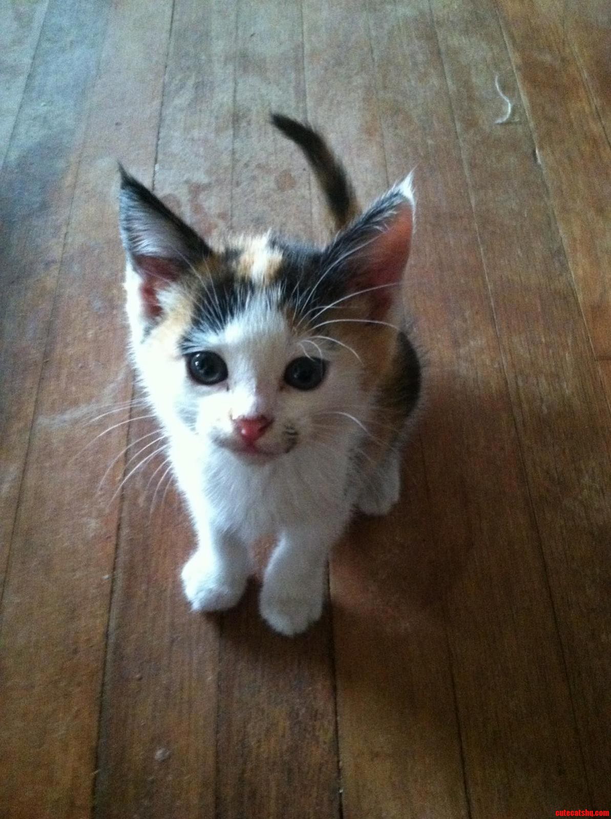 My Sister Found This on the Street by Her House. What a Cutie