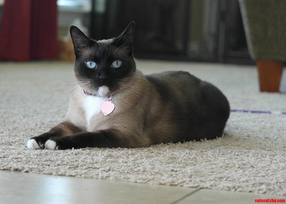 My Sisters Siamese