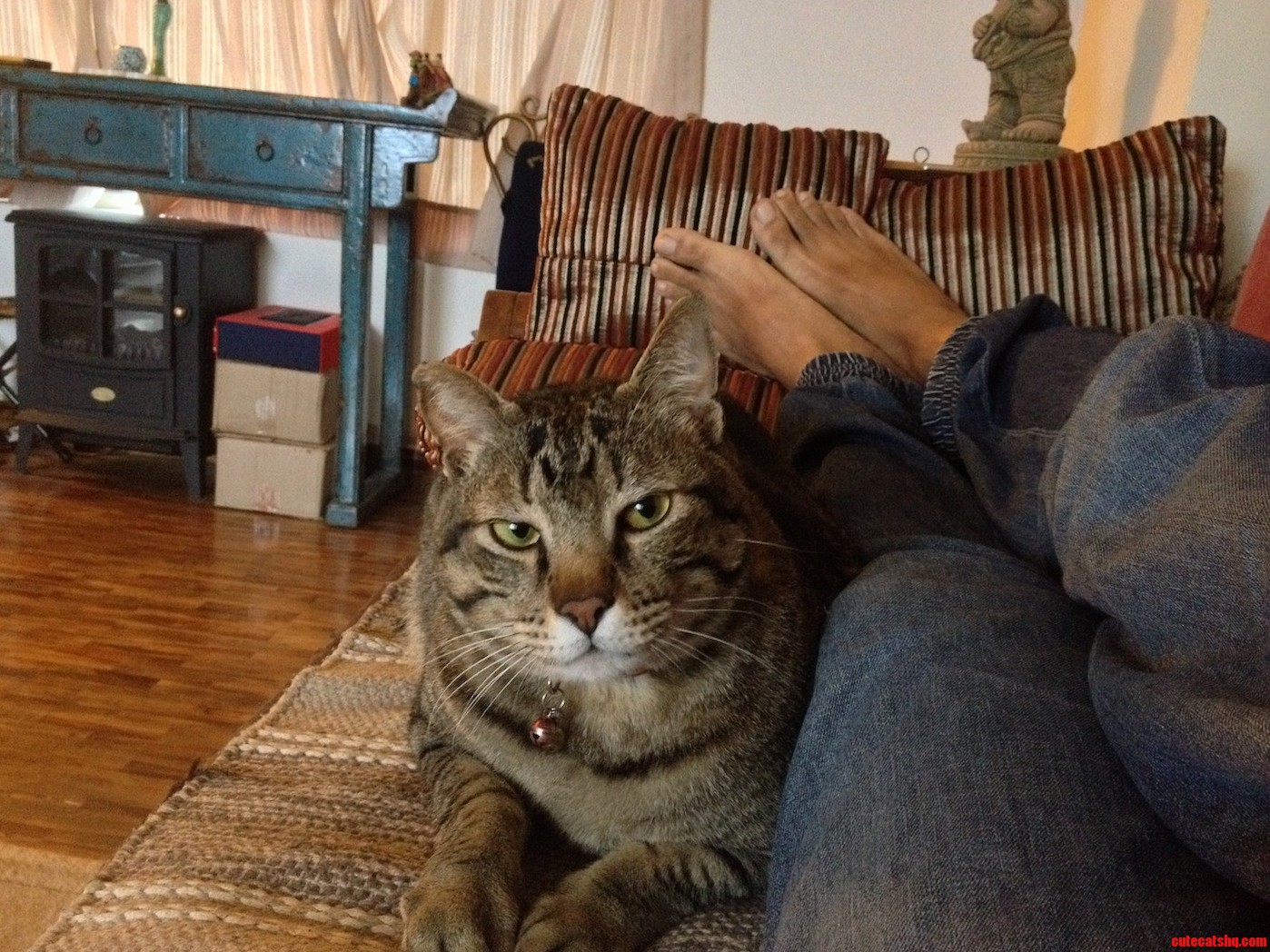 My Sofa Hogging Tabby on a Late Tuesday