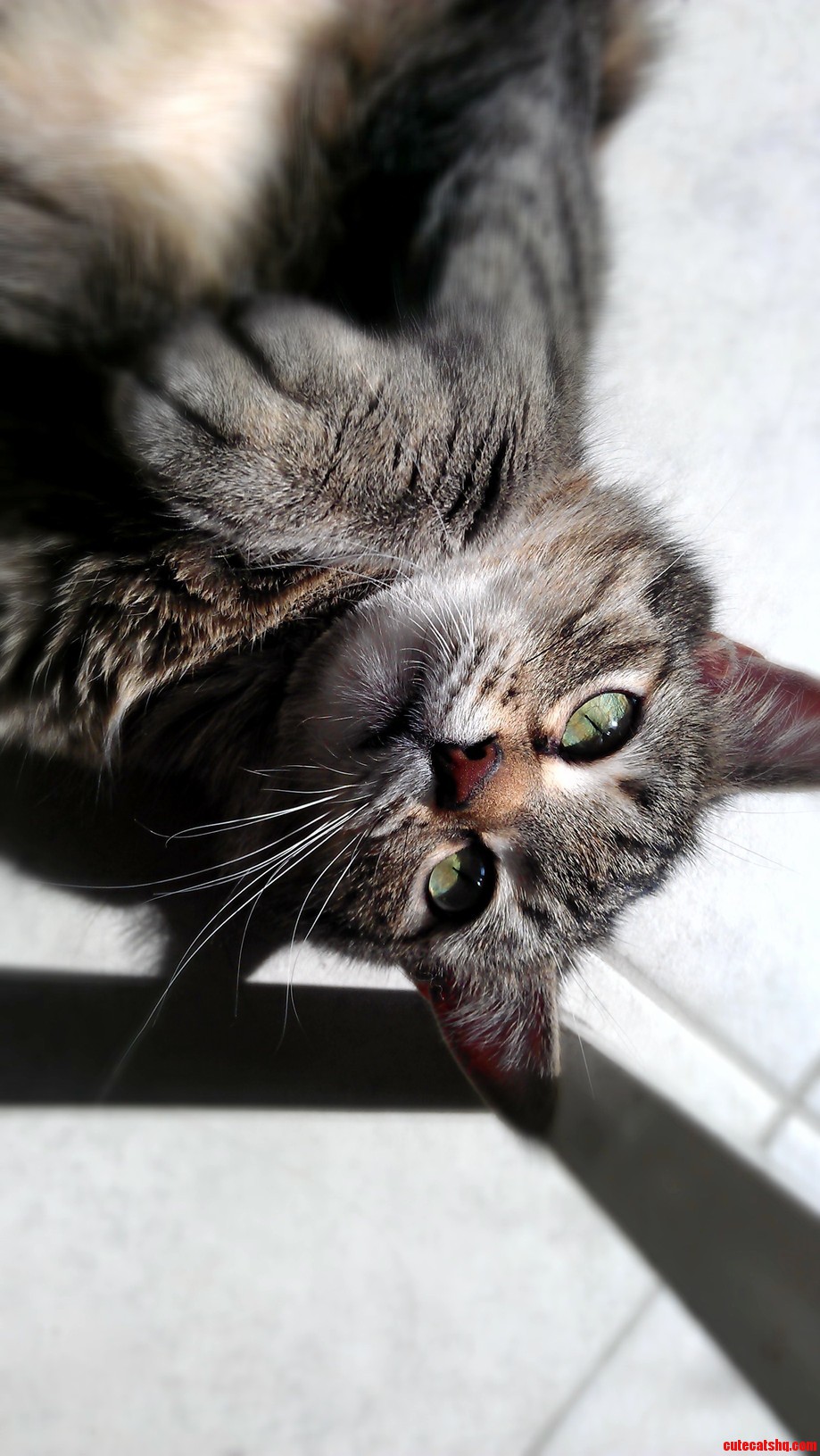 My Totally Plain Pretty Tabby Cat