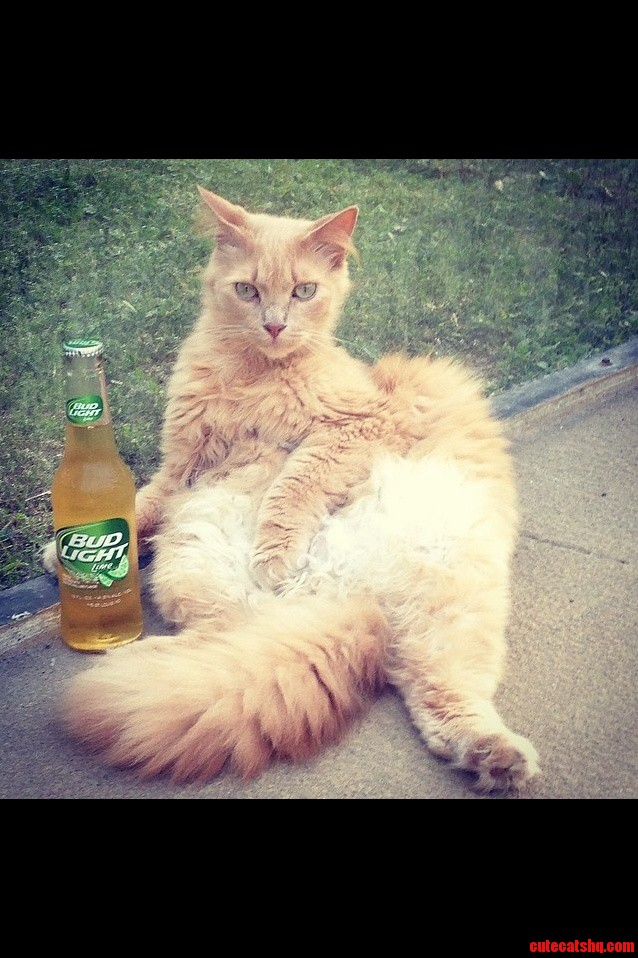 My Kitty